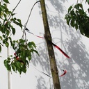 Alternate view