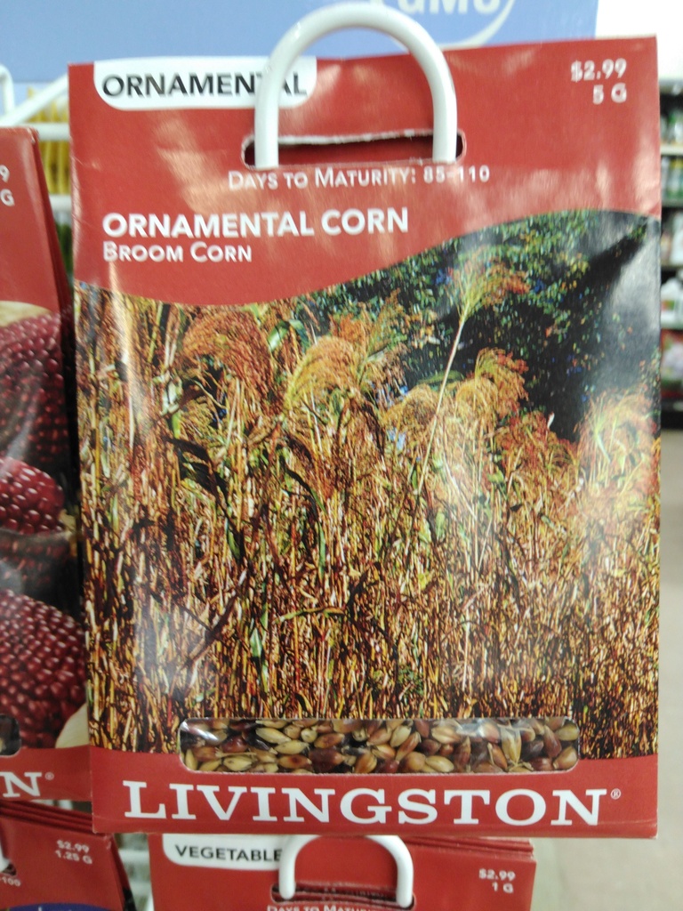 Ornamental Broom Corn Garden Seeds