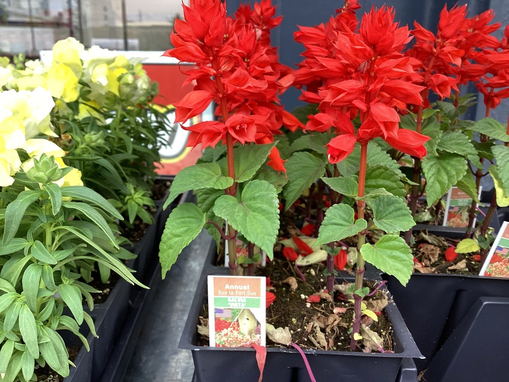 1204 SALVIA