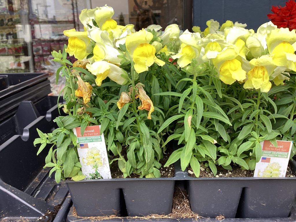 1204 SNAPDRAGON