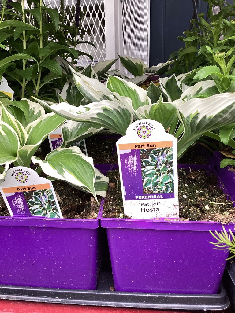 #1 HOSTA