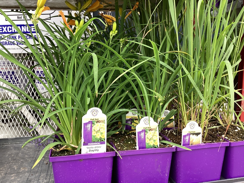 #1 DAYLILY