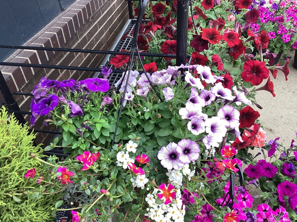 10.0 HB COMBO/Bacopa Ger/Gerbera Daisy/Rieger Begonia/Strawberry