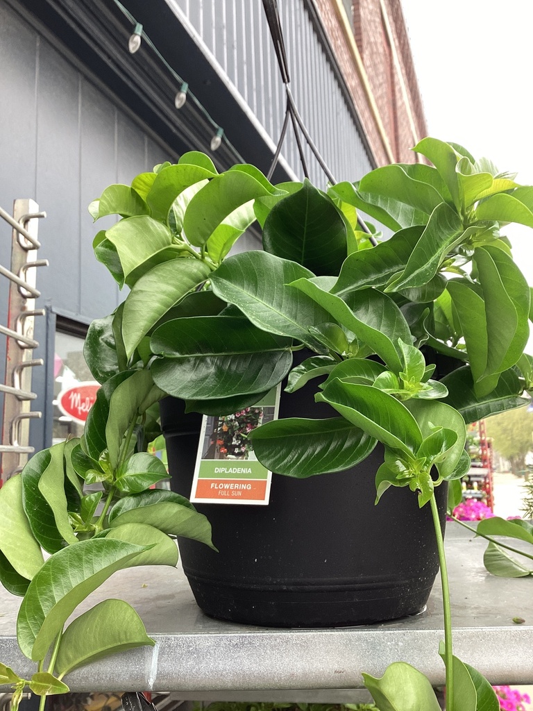 10.0 HB DIPLADENIA