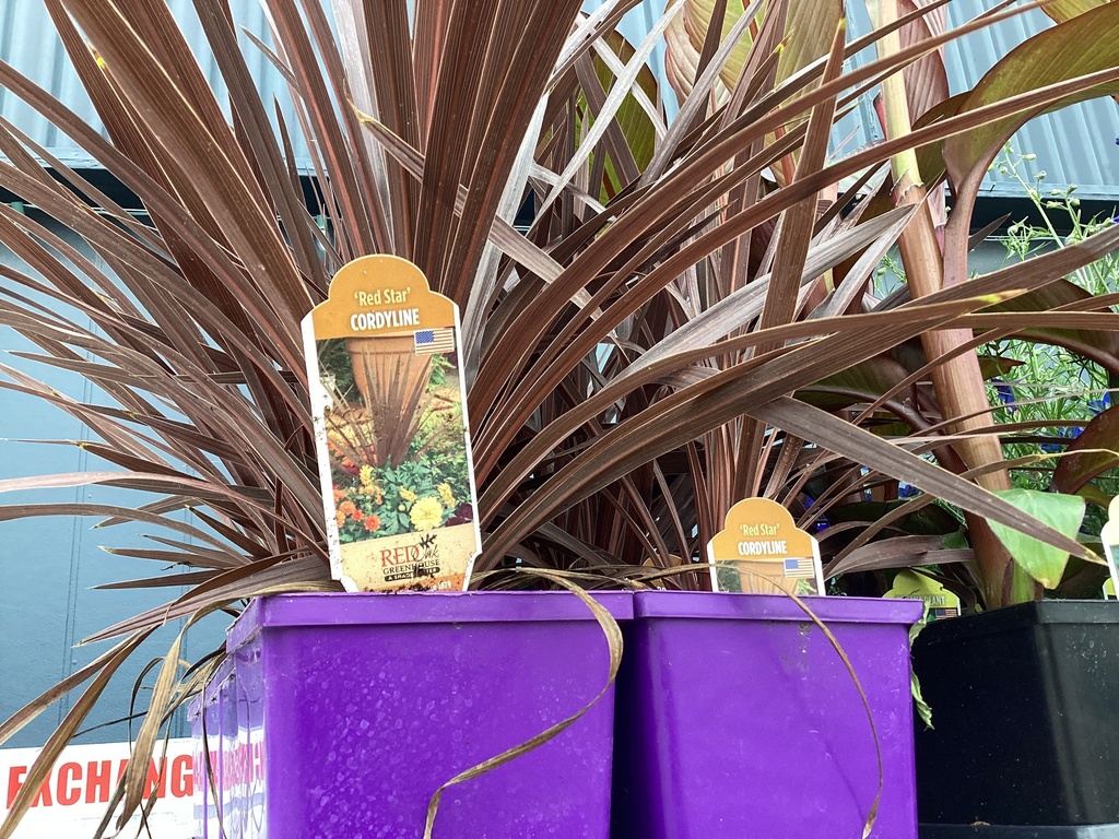 #1 CORDYLINE