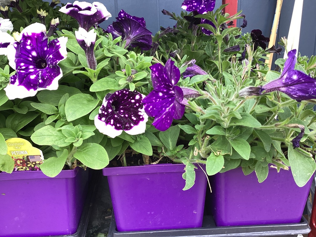 #1 CRAZY PETUNIA
